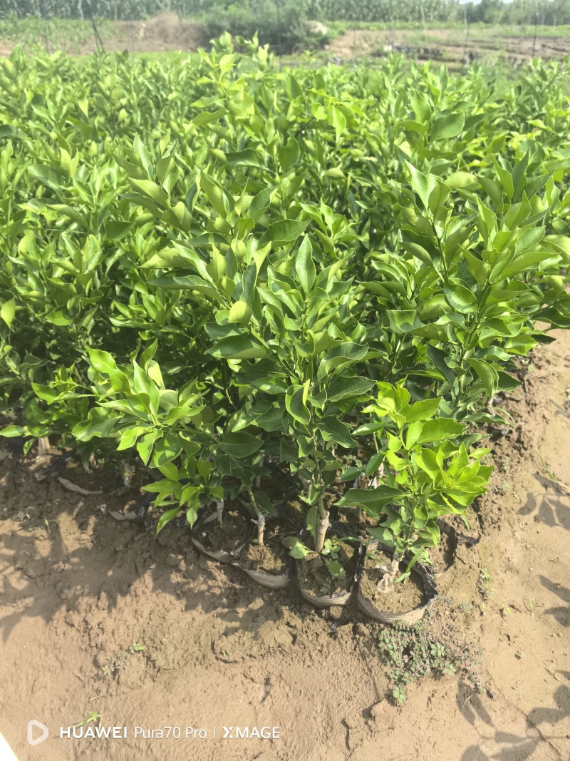 特早熟耙耙柑苗爱媛46号柑橘苗阿蜜达柑桔苗雁媛苗