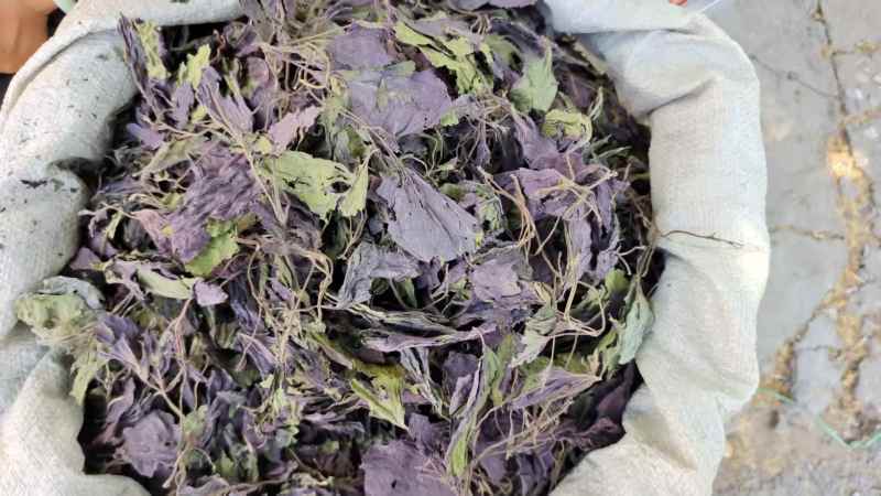 紫苏叶选货河北产地直销2斤包邮量大优惠