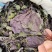 紫苏叶选货河北产地直销2斤包邮量大优惠