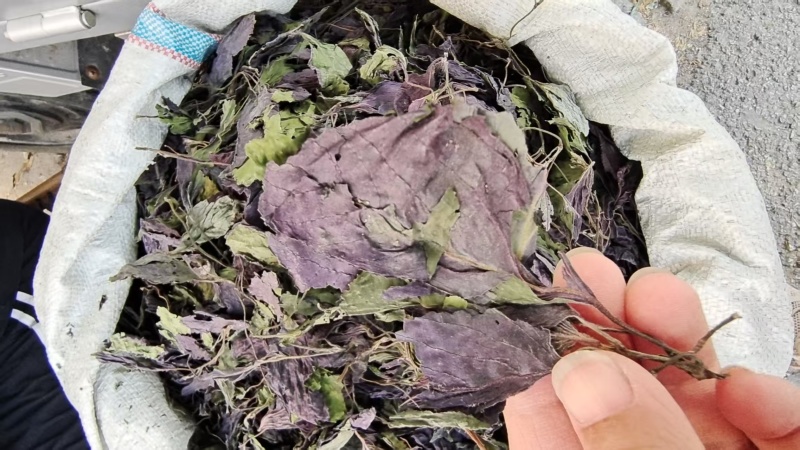 紫苏叶选货河北产地直销2斤包邮量大优惠