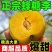 正宗六马蜂糖李爆甜孕妇新鲜水果当季现摘非青脆李半边红五月脆