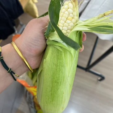 河北糯玉米