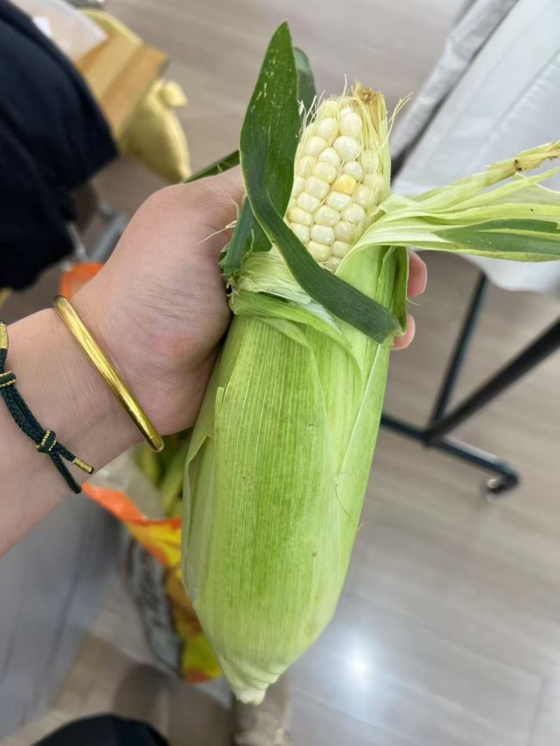 河北糯玉米