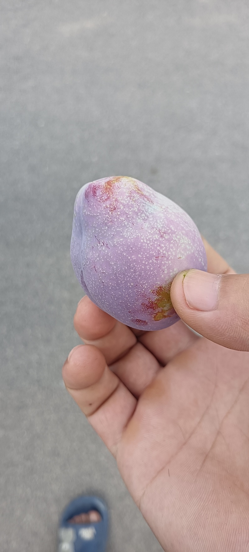 恐龙蛋国风7青脆红脆味帝吉胜五月脆蜂糖李等