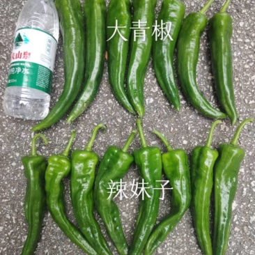 辣椒开始上市，大量有货