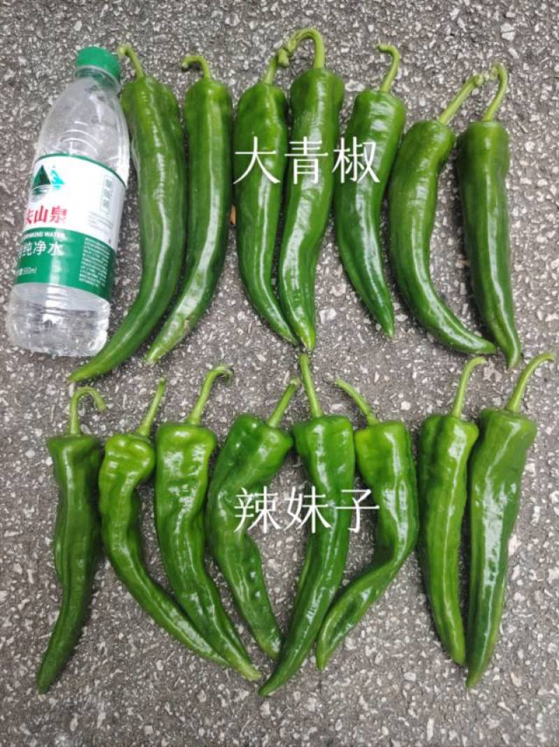 辣椒开始上市，大量有货