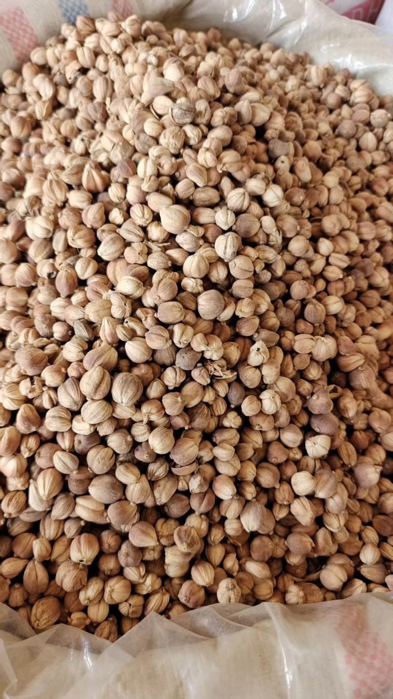 白豆蔻调料中药材2斤包邮量大优惠