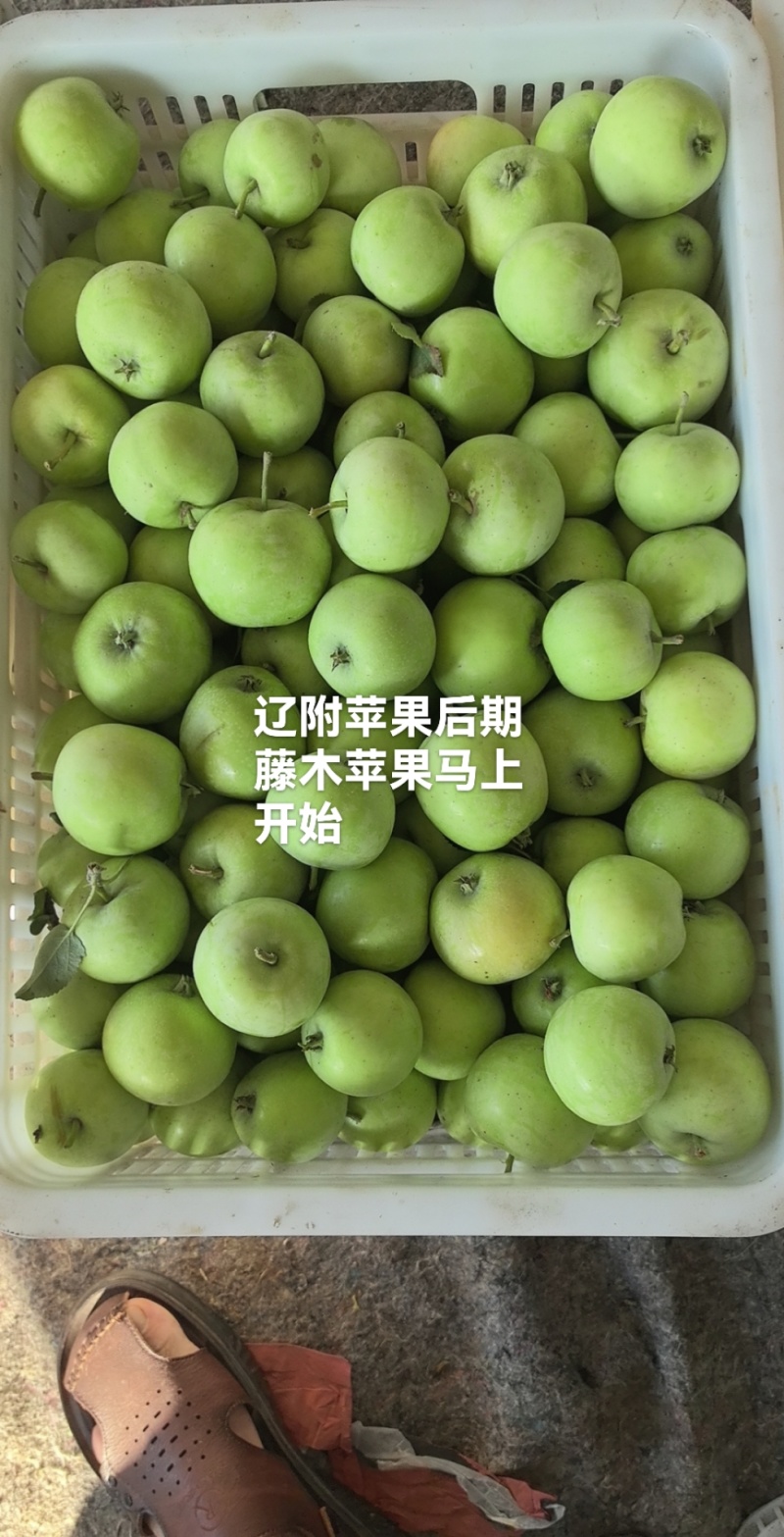 苹果晨阳山东临沂平邑县嘎拉晨阳苹果山东临沂