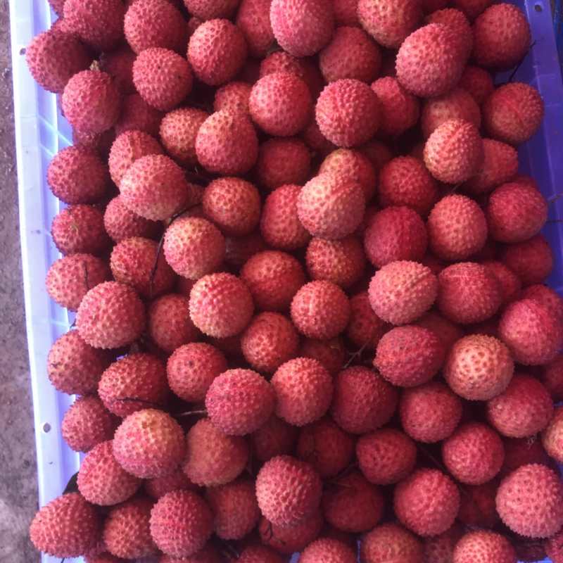 桂味