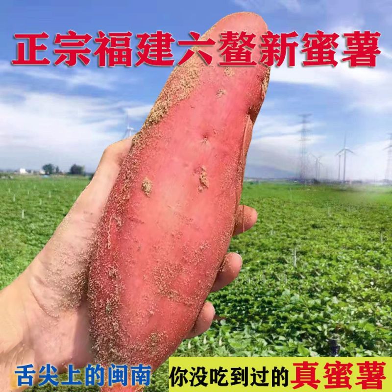 【正宗福建六鳌蜜薯】沙地红薯新鲜现挖山芋富硒糖心地瓜红心番薯