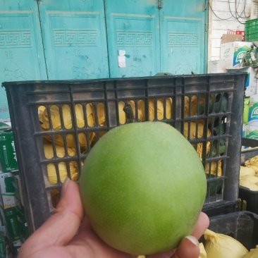 酥脆1号。砀山产区。大量有货。产地装车。