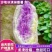 【精品】正宗沙地新鲜现挖冰淇淋番薯一点红地瓜板栗花心红薯包邮