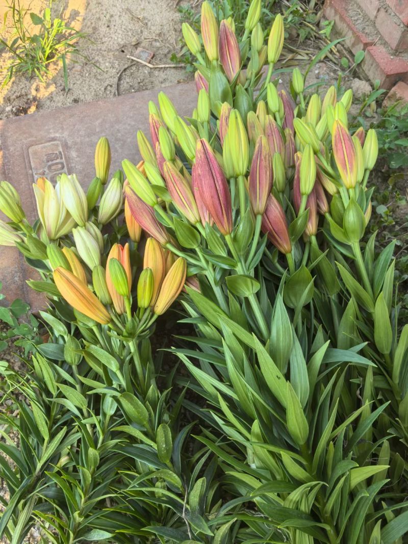 北京大棚现货百合花，黄天霸，竞争