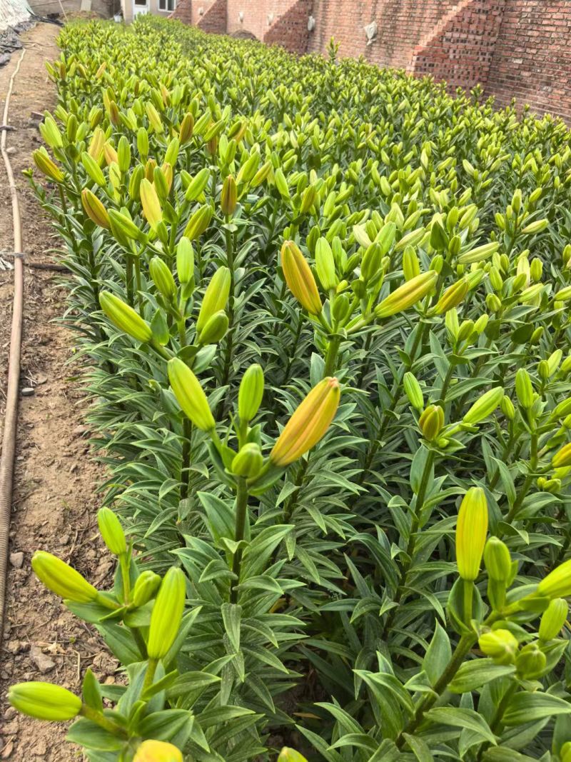 北京大棚现货百合花，黄天霸，竞争