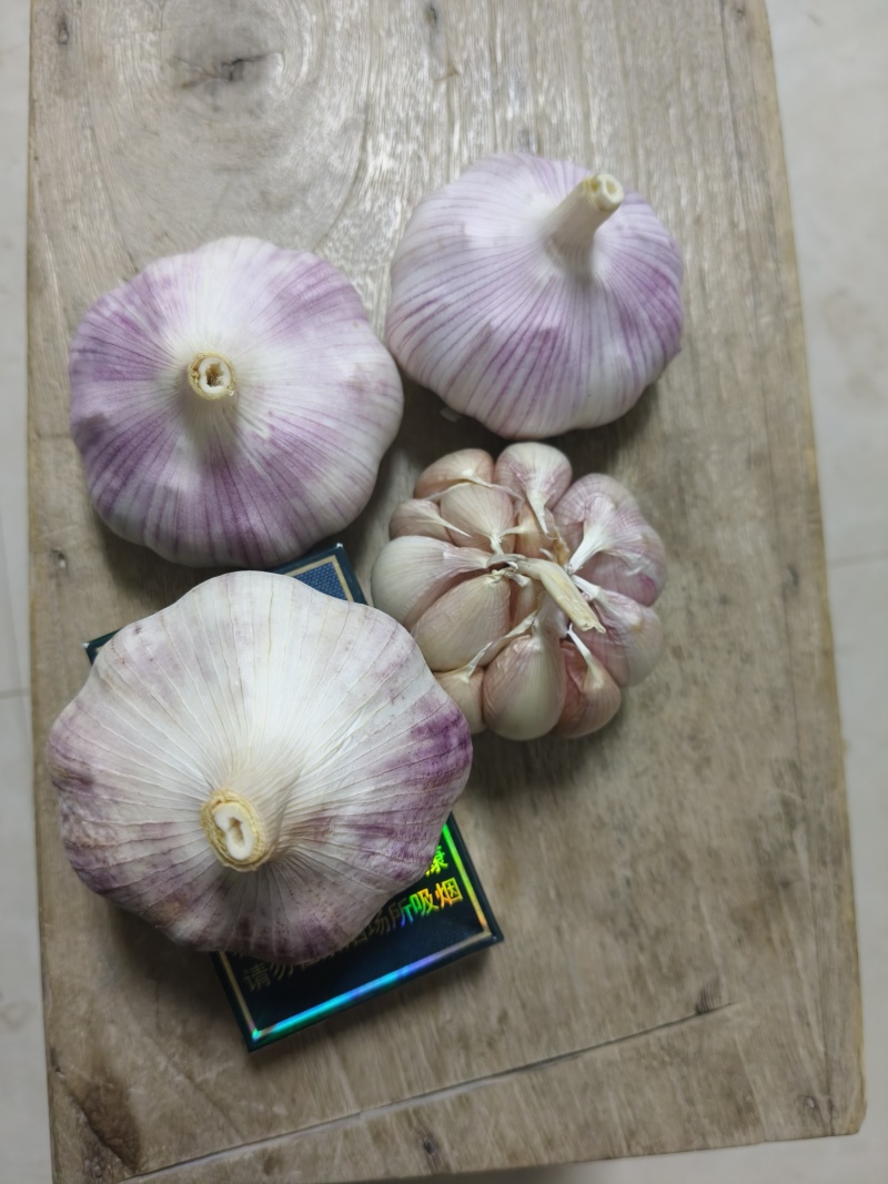 二五年精品紫皮新干大蒜，大量供货，量大来谈