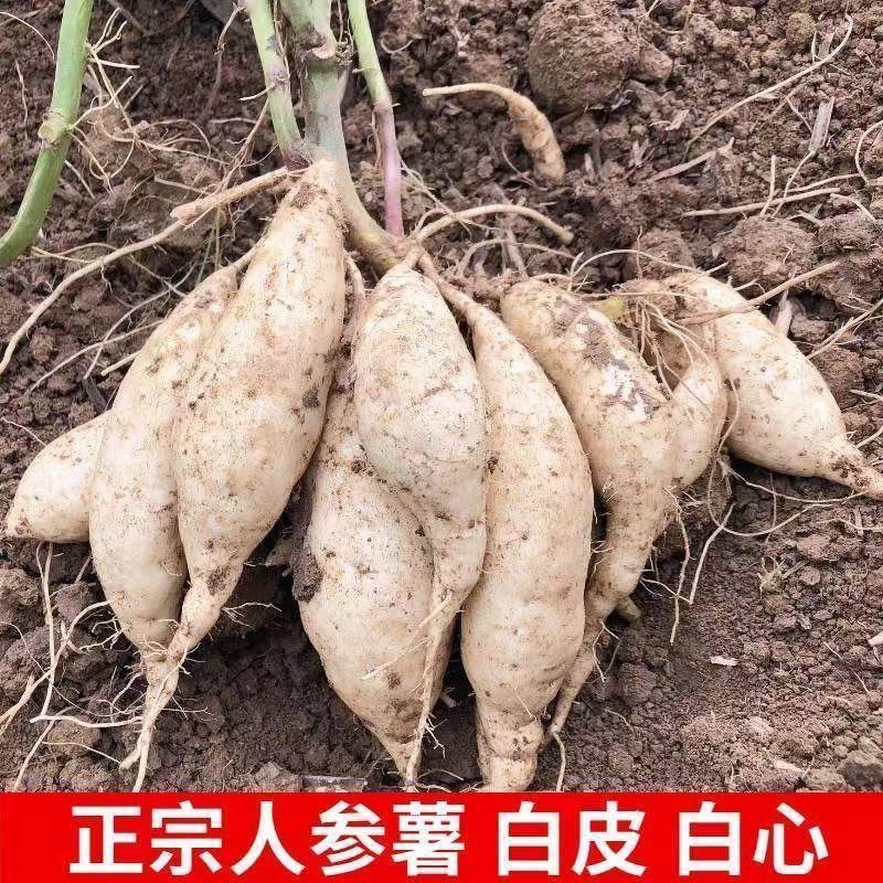广东正宗湛江网红红薯现挖人参薯香甜软糯老人小孩都喜欢