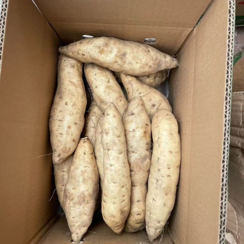 广东正宗湛江网红红薯现挖人参薯香甜软糯老人小孩都喜欢