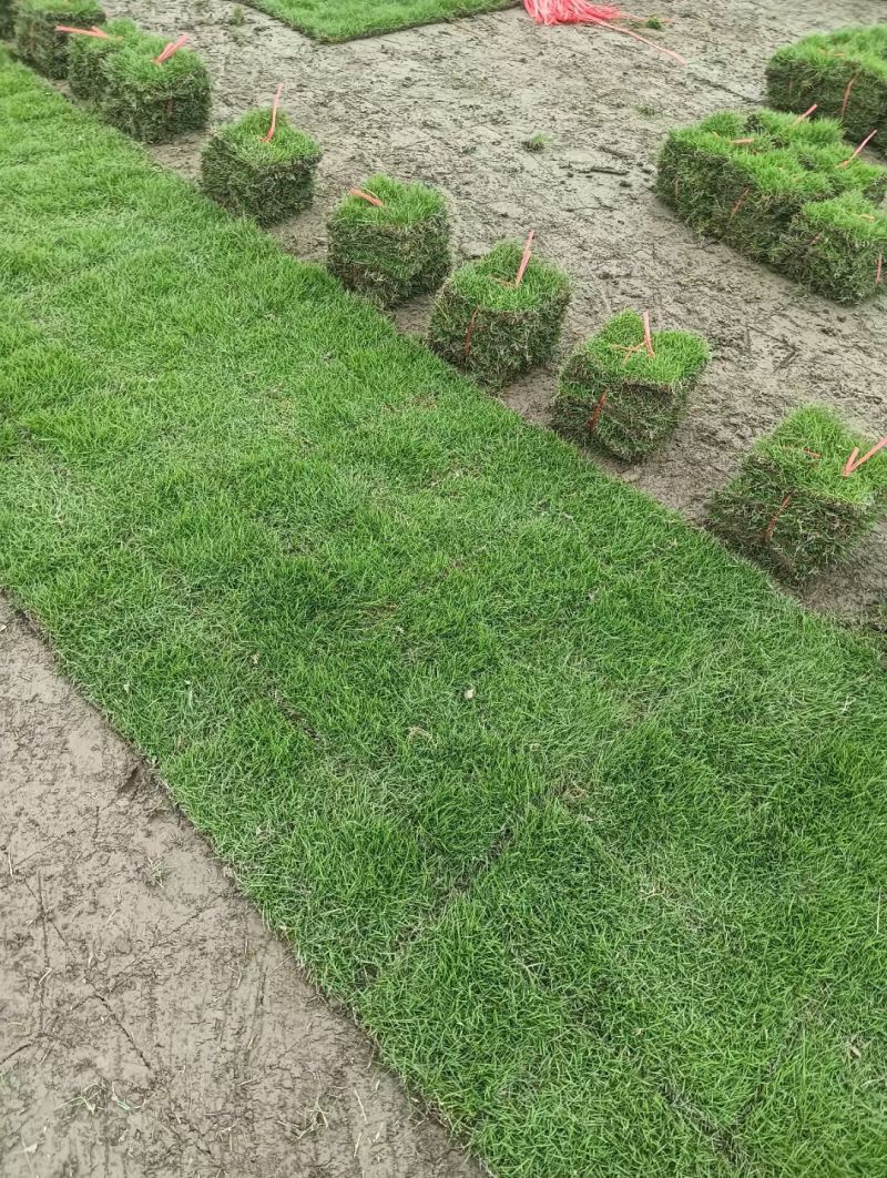 马尼拉草皮