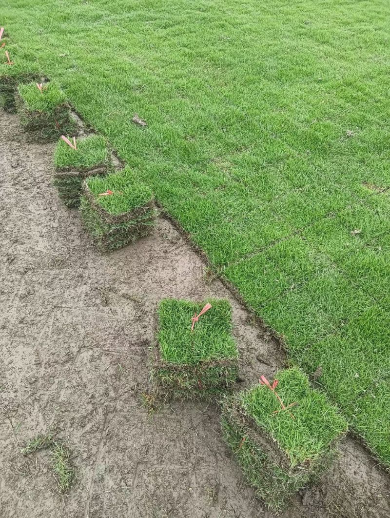 马尼拉草皮