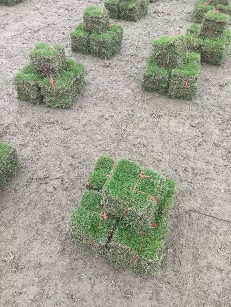 马尼拉草皮
