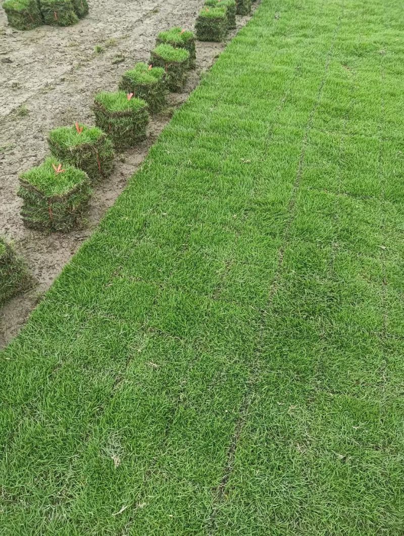 马尼拉草皮