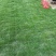 马尼拉草皮