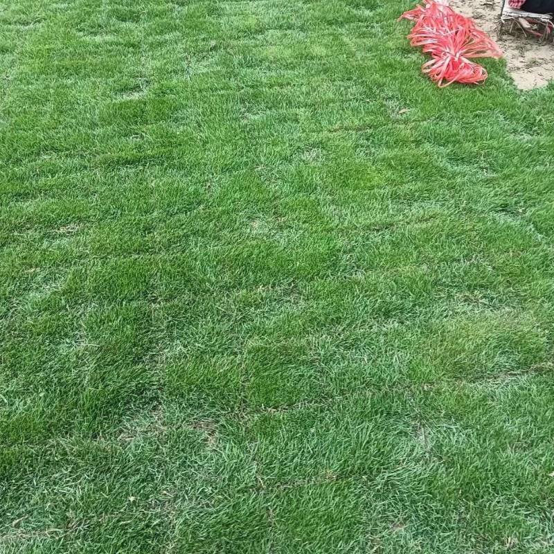 马尼拉草皮