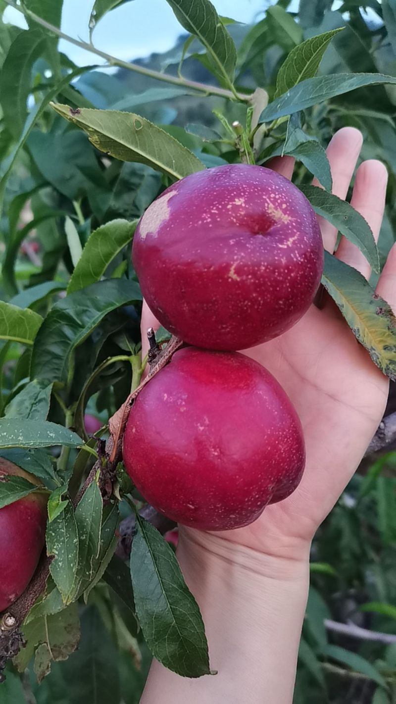 黄瓤大油桃