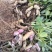 四粒红鲜花生