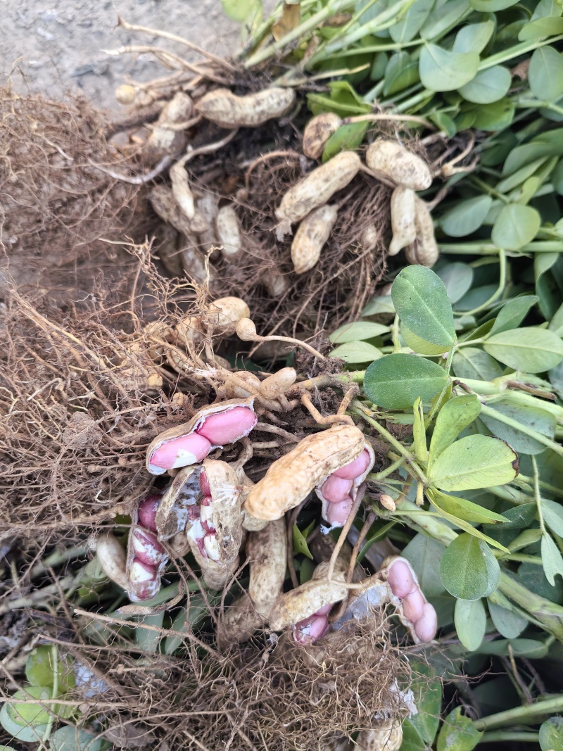 四粒红鲜花生