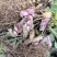 四粒红鲜花生
