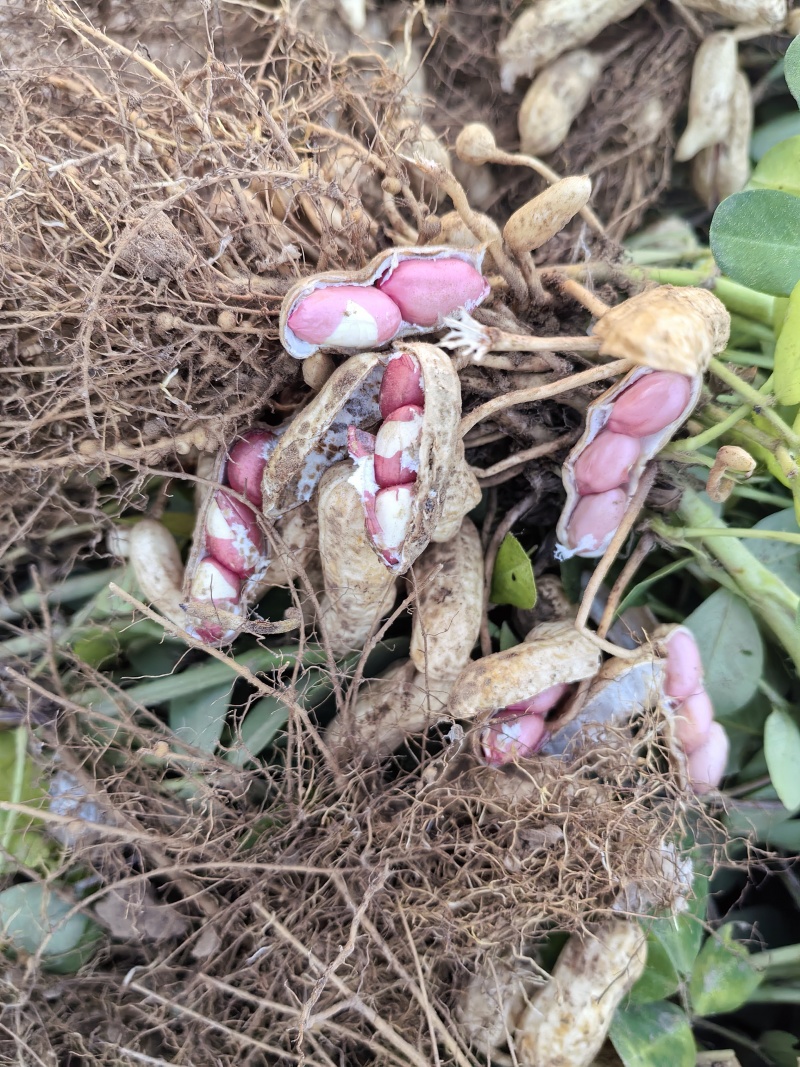 四粒红鲜花生