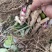 四粒红鲜花生