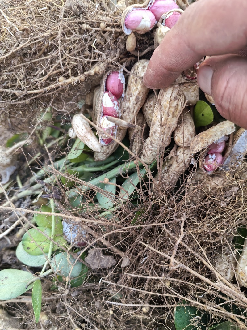 四粒红鲜花生