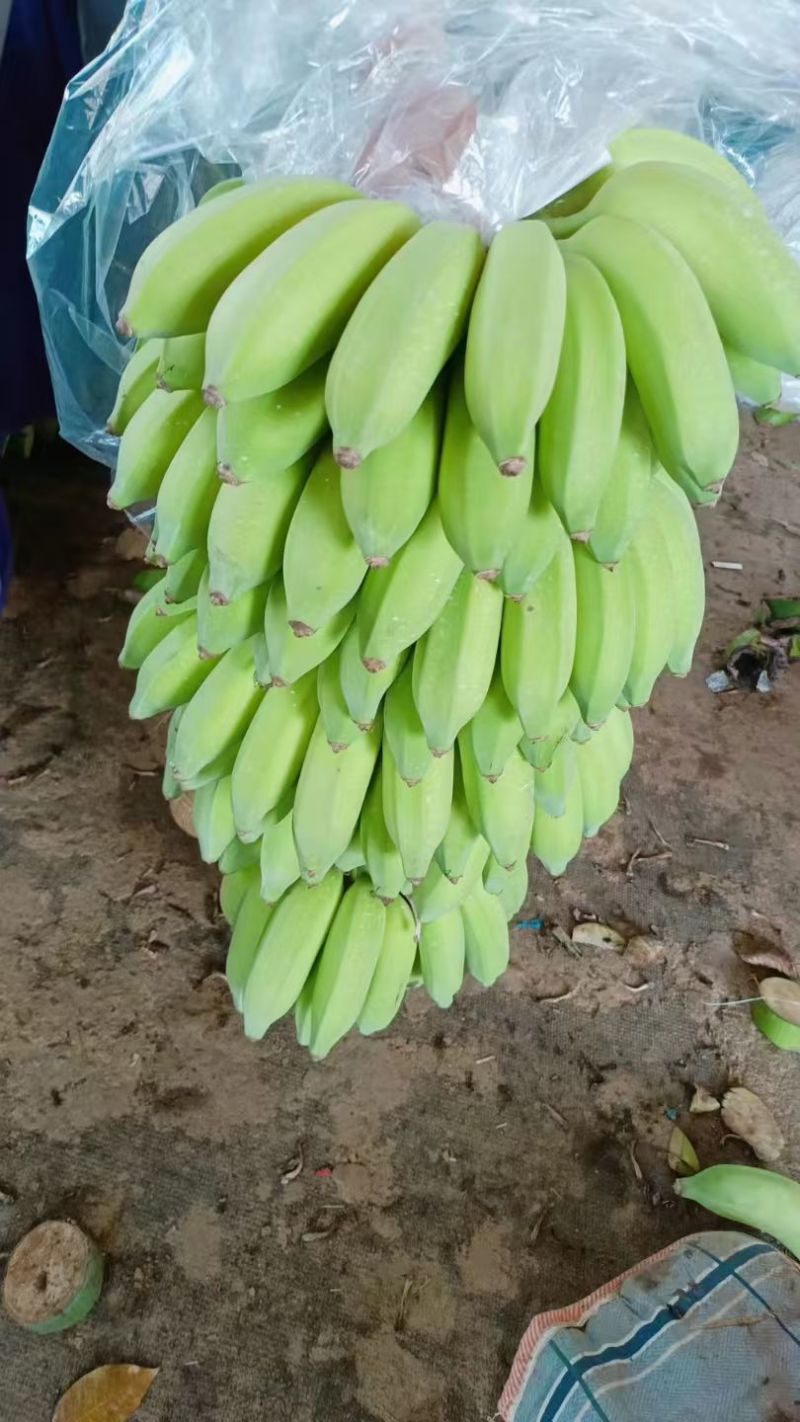 云南精品粉蕉小米蕉