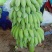 云南精品粉蕉小米蕉
