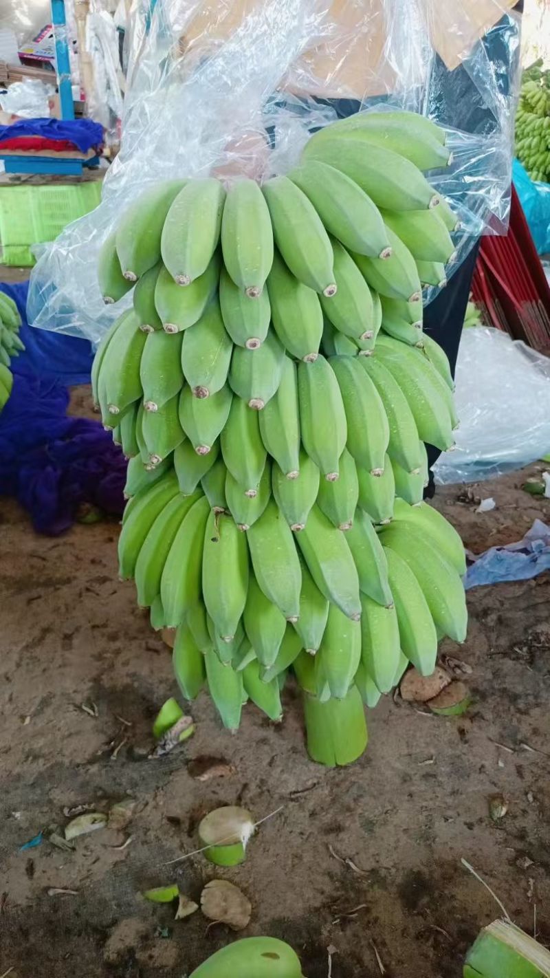 云南精品粉蕉小米蕉