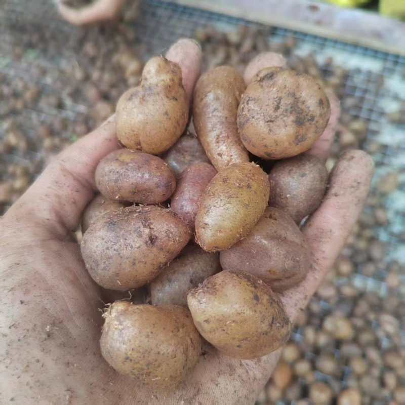 广西白色中药材批发肾蕨果大量现货供应欢迎咨询