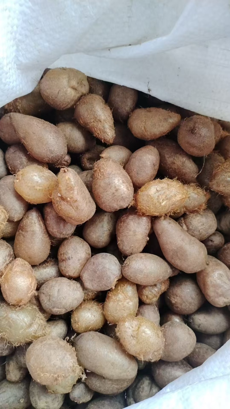 广西白色中药材批发肾蕨果大量现货供应欢迎咨询