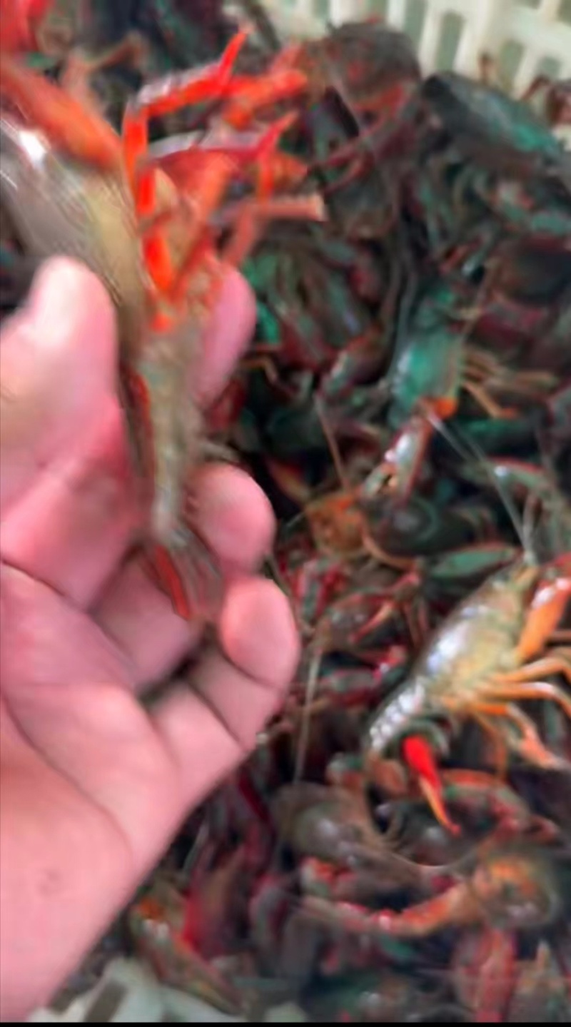 龙虾一手货源原产地