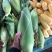 万糯水果玉米/白玉米花玉米鲜玉米/规格齐全/全国发货