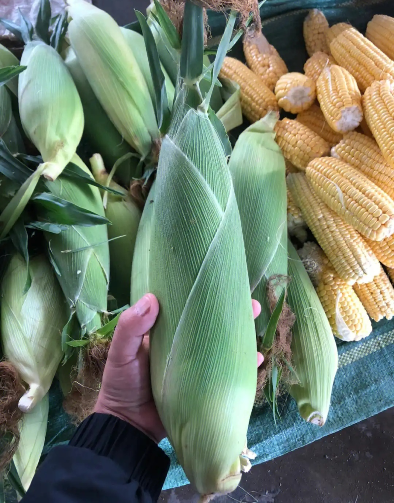 万糯水果玉米/白玉米花玉米鲜玉米/规格齐全/全国发货