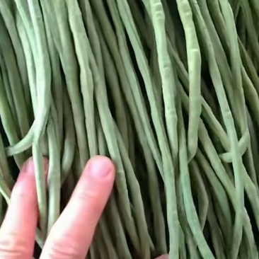 徐州精品豆角现货速发质量保证价格实惠欢迎来电咨询
