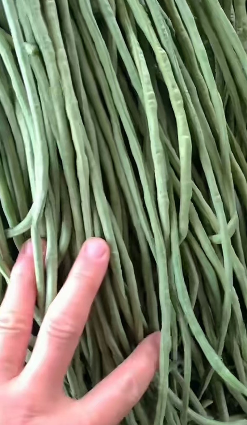 徐州精品豆角现货速发质量保证价格实惠欢迎来电咨询