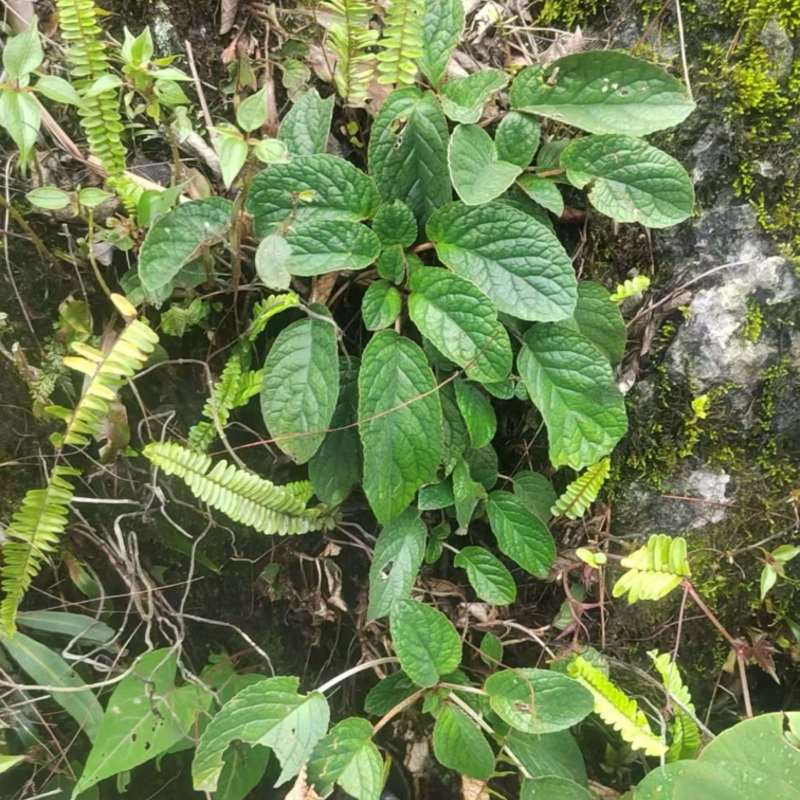 软肝草（软肝草）产地直发货源稳定大量供应
