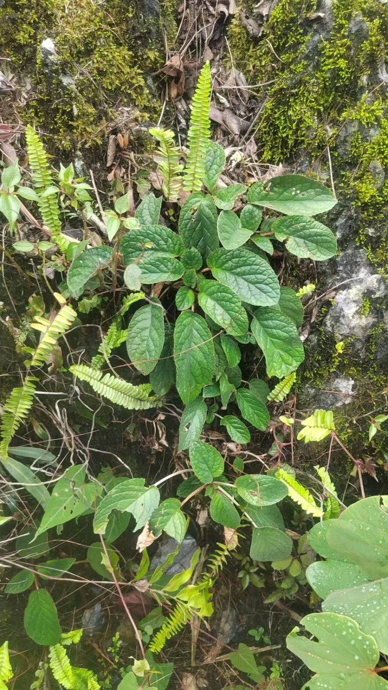 软肝草（软肝草）产地直发货源稳定大量供应