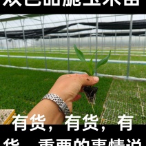 双色甜脆玉米苗
