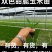 双色甜脆玉米苗