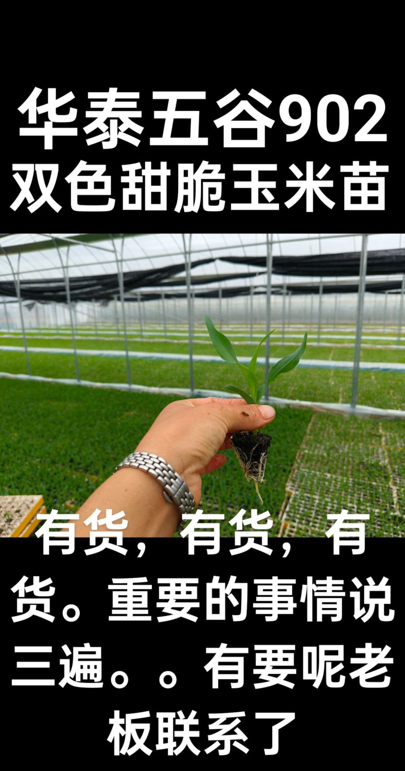 双色甜脆玉米苗