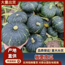 精品板栗南瓜大吨位上市